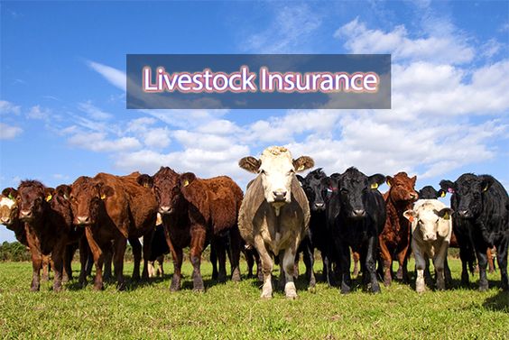 Livestock Insurance Market